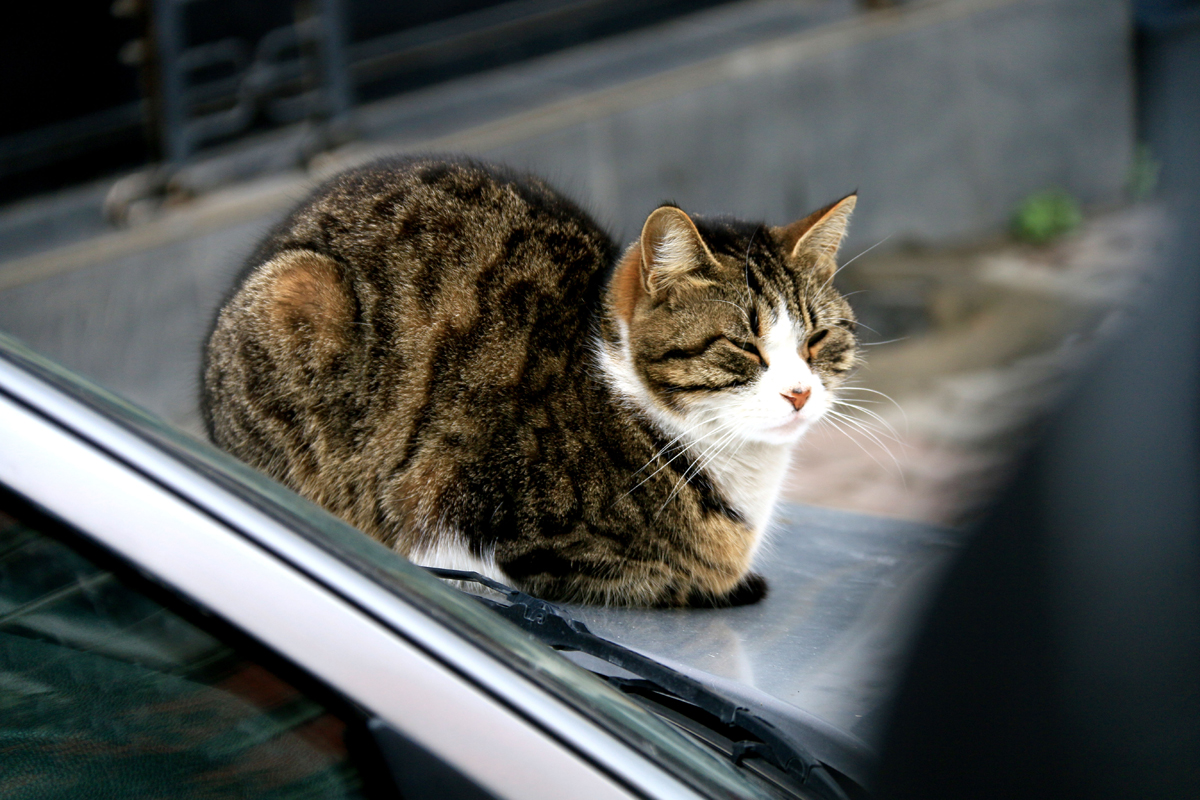 伊斯坦堡街頭的貓 - 小檔